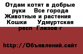 Отдам котят в добрые руки. - Все города Животные и растения » Кошки   . Удмуртская респ.,Глазов г.